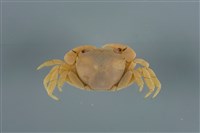 藏品(平背蜞)的圖片